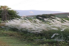 Saccharum spontaneum